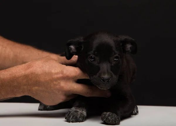 Hands Men Carefully Hold Small Dog Black Background Studio Shooting — Stock Photo, Image
