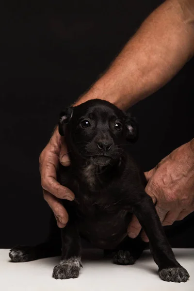 Hands Men Carefully Hold Small Dog Black Background Studio Shooting — Stock Photo, Image