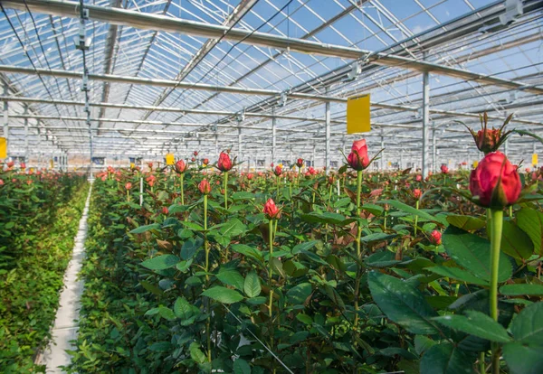 Μεγάλο Βιομηχανικό Θερμοκήπιο Τριαντάφυλλα Ολλανδικά Συνολικό Σχέδιο — Φωτογραφία Αρχείου