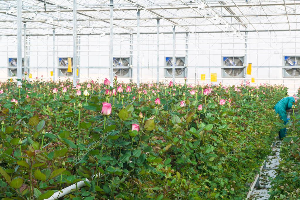 large industrial greenhouse with Dutch roses