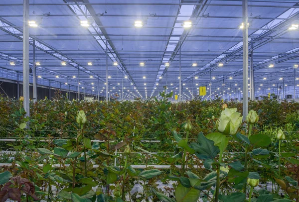 Großes Gewächshaus Mit Rosen Mit Brennendem Licht Abend — Stockfoto