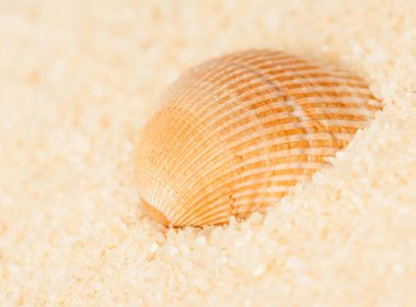 Seashell bulanık bir arka plan üzerinde kum üzerinde yakın çekim