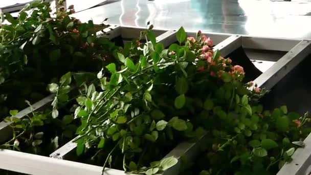 Proceso Clasificación Limpieza Las Flores Invernadero — Vídeo de stock