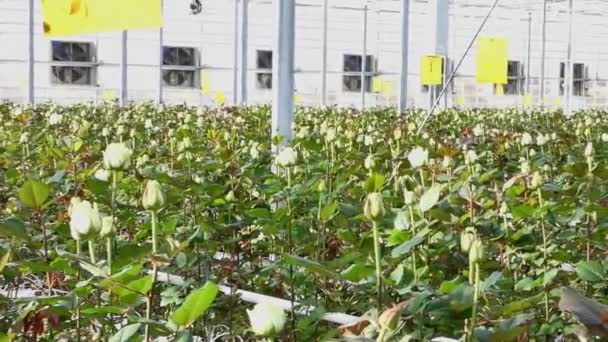 Primo Piano Una Rosa Uno Sfondo Floreale Una Serra Grande — Video Stock