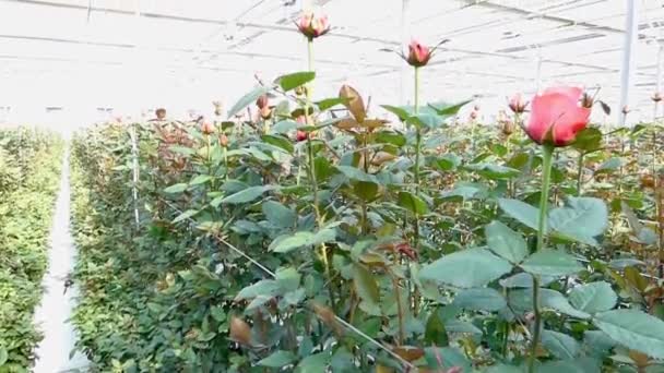 Großes Industrielles Gewächshaus Mit Holländischen Rosen Der Gesamtplan Kamera Hoch — Stockvideo