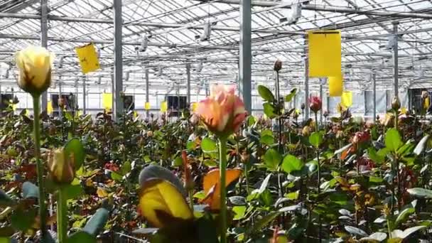 Close Uma Rosa Fundo Floral Uma Estufa Grande Hothouse Industrial — Vídeo de Stock