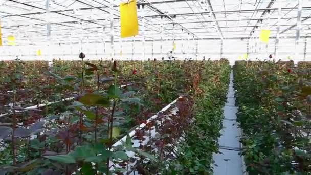 Großes Industrielles Gewächshaus Mit Holländischen Rosen Der Gesamtplan — Stockvideo