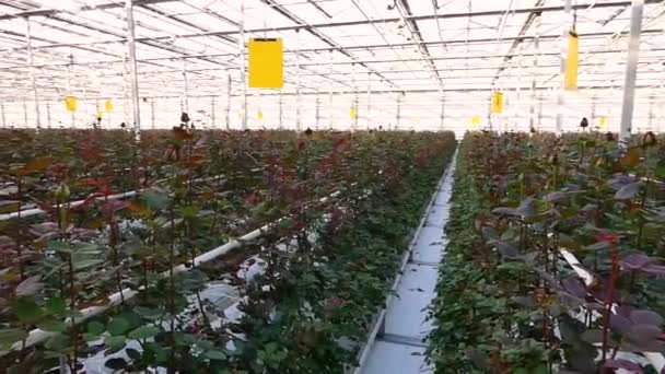 Grande Serre Industrielle Avec Des Roses Néerlandaises Plan Global — Video