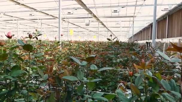 Close Rose Floral Background Greenhouse Large Industrial Hothouse Dutch Roses — Stock Video