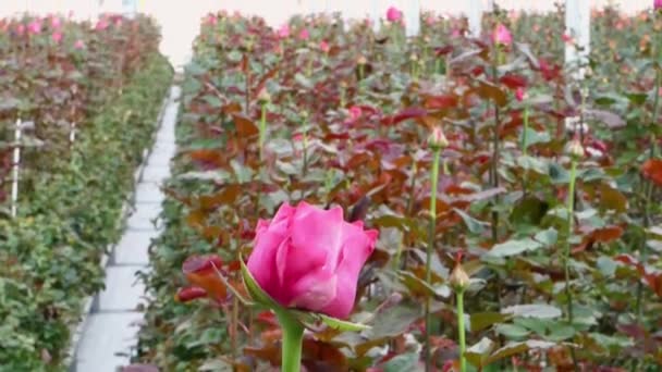 在温室的花卉背景上的玫瑰花特写 拥有荷兰玫瑰的大型工业温室 — 图库视频影像