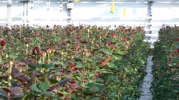 Large Industrial Greenhouse Dutch Roses Zoom Out — Stock Video