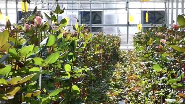 大規模な産業温室効果オランダのバラでズームアウト — ストック動画