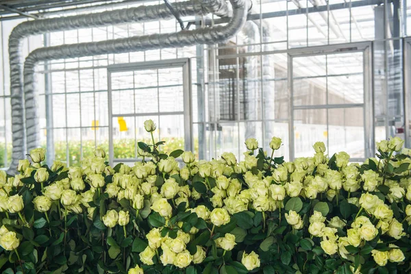 Κίτρινα Τριαντάφυλλα Ένα Θερμοκήπιο Στο Εσωτερικό Στο Φόντο Των Σωλήνων — Φωτογραφία Αρχείου