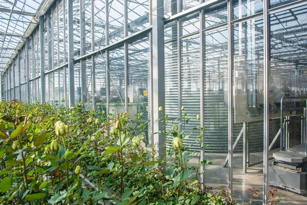 黄玫瑰在工业温室与玻璃墙壁和屋顶 — 图库照片