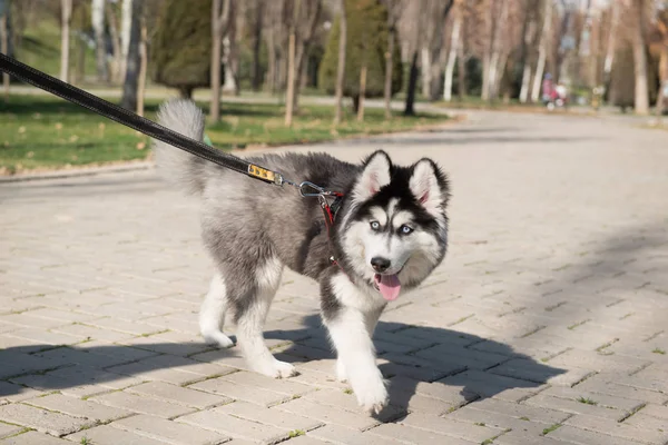 Perros en el parque — Foto de Stock