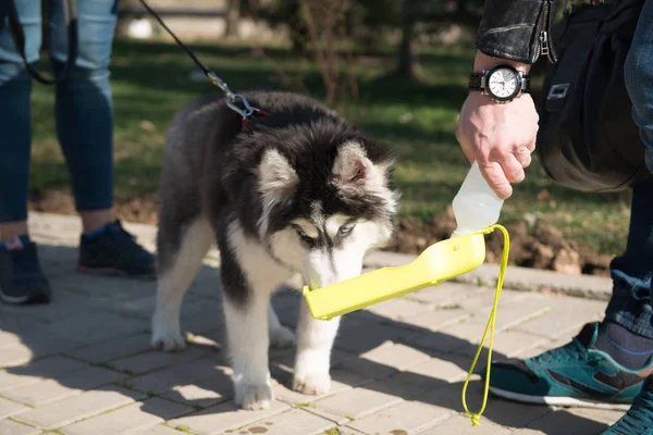 Parktaki köpekler. — Stok fotoğraf