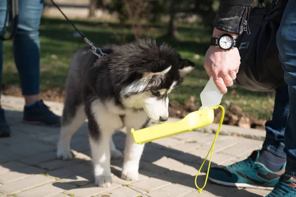 公園内の犬 — ストック写真