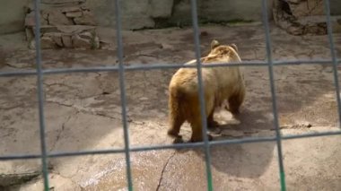 Bir hayvanat bahçesi kafesi Sibirya kahverengi ayı. oncept-esaret hayvanların hayatı