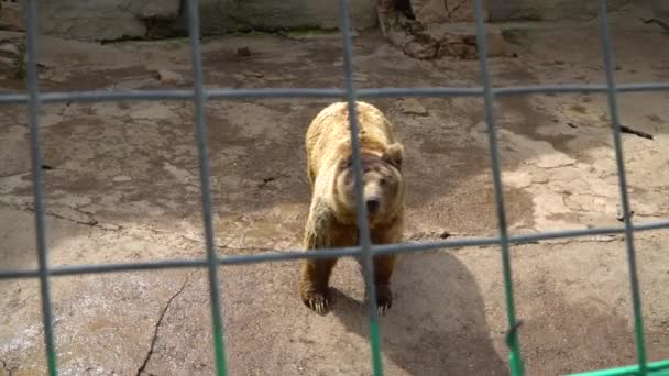 Сибірський Коричневий Ведмідь Зоопарку Клітці Оcept Життя Тварин Неволі — стокове відео