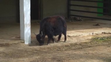 Hayvanat Bahçesi kaleminde yak. Kavram-esaret hayvanların hayatları