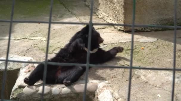 Urso Castanho Siberiano Numa Gaiola Jardim Zoológico Oncept Vida Dos — Vídeo de Stock