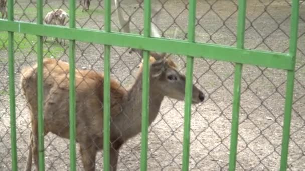 Junge Hirsche Hinter Dem Gehege Des Zoos Oncept Das Leben — Stockvideo