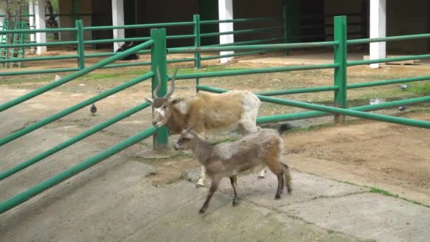 Hayvanat Bahçesinde Karanfil Keçi Hayvanlarının Ailesi Kavram Esaret Hayvanların Hayatları — Stok video