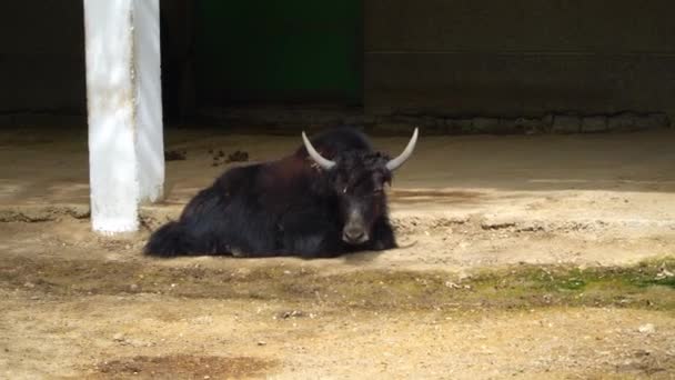 Yak Caneta Jardim Zoológico Conceito Vida Dos Animais Cativeiro — Vídeo de Stock