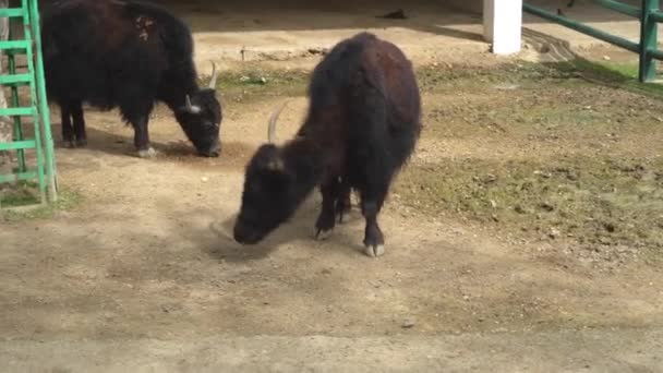 Yak Corral Del Zoológico Concepto Vida Los Animales Cautiverio — Vídeo de stock