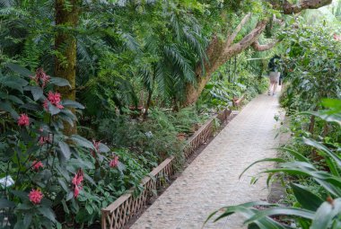 tropikal dekoratif portakal