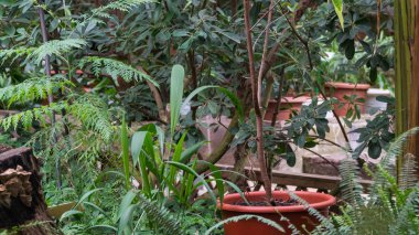 tropikal dekoratif portakal