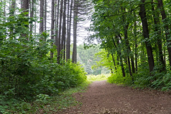 Hohe Bäume im Wald lizenzfreie Stockbilder