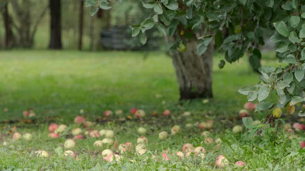 Manzanas en el suelo en el jardín — Foto de Stock