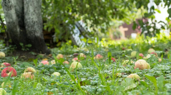 Manzanas en el suelo en el jardín — Foto de Stock