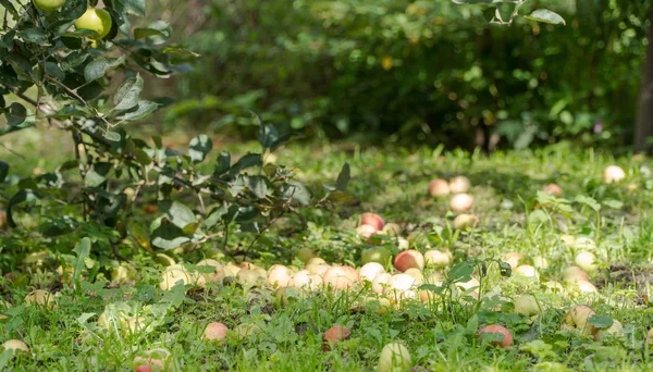 Manzanas en el suelo en el jardín — Foto de Stock