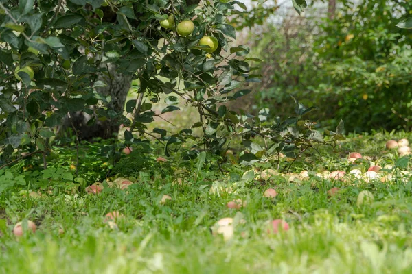 Manzanas en el suelo en el jardín — Foto de Stock