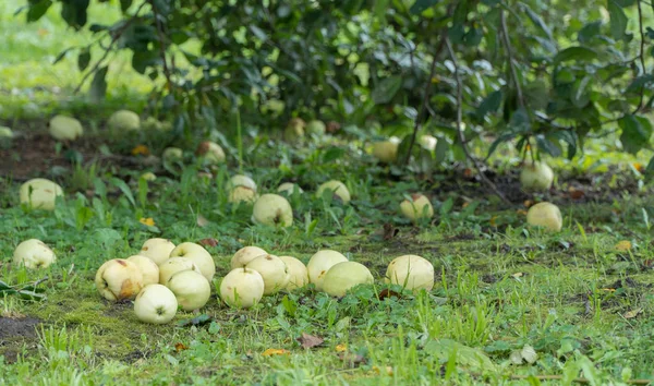 Äpfel auf dem Boden im Garten lizenzfreie Stockfotos