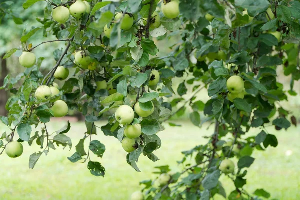 Manzanas maduras en una rama — Foto de Stock