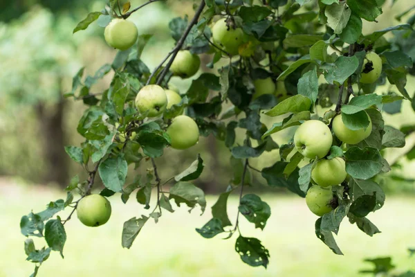 Manzanas maduras en una rama — Foto de Stock