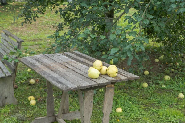 Manzanas en el jardín — Foto de Stock