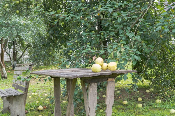 Manzanas en el jardín — Foto de Stock