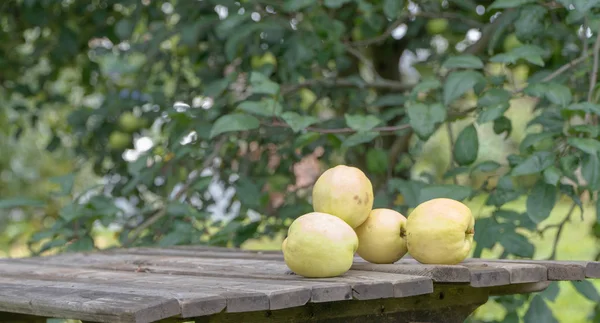 Manzanas en el jardín — Foto de Stock
