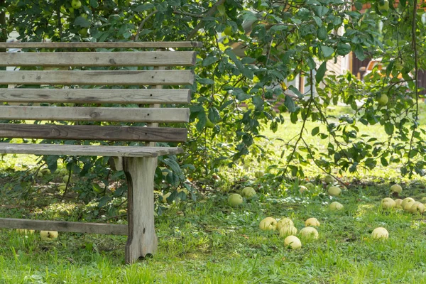 Äpfel auf dem Boden im Garten — Stockfoto