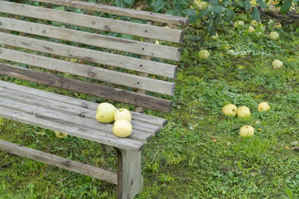 Äpfel auf dem Boden im Garten — Stockfoto