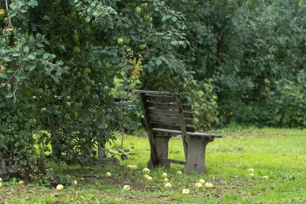 Äpfel auf dem Boden im Garten — Stockfoto