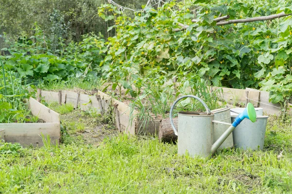 Garten mit Gießkanne Stockbild