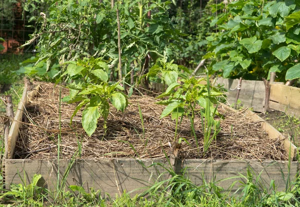 Pepper di taman — Stok Foto