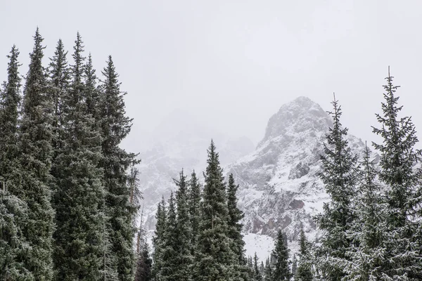 snowy mountains with trees