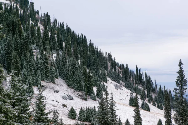 snowy mountains with trees