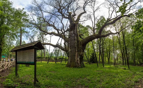 Çim çalılar arasında güzel gün batımı